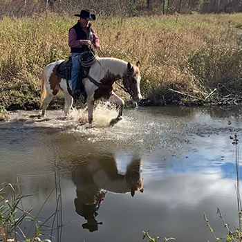 Horse Training Video Tutorials