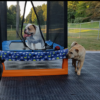 plastic flexible deck tiles used over top of grass with dogs