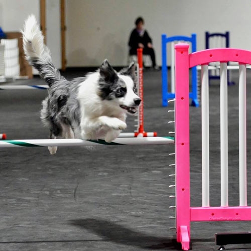 Dog Training Floor Mats - EVA Foam for Dog Agility