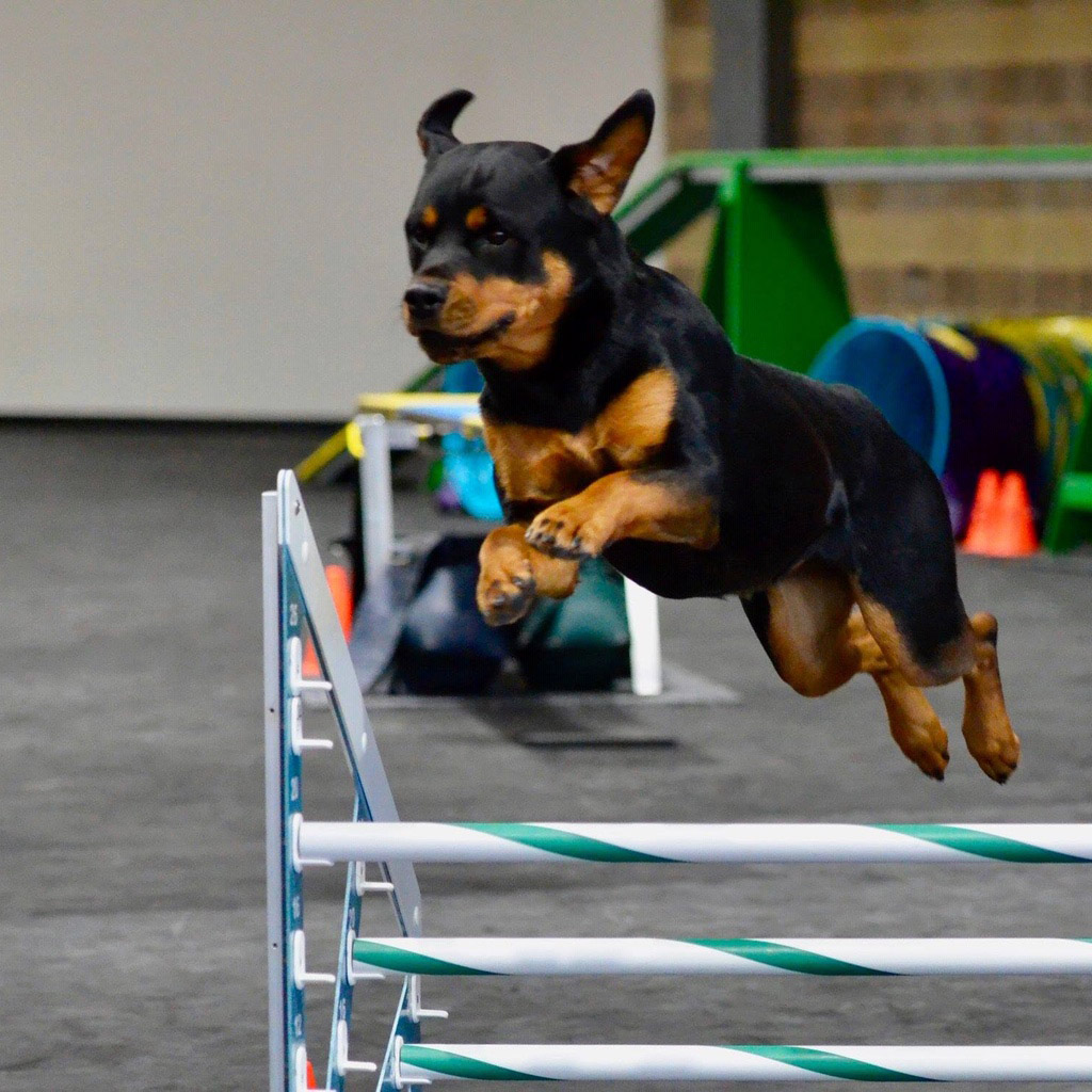 dog jumping on greatmats black dog agility foam mats