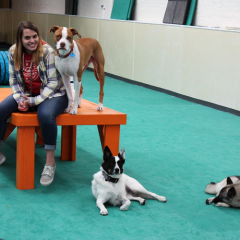 Home Dog Agility Mats thumbnail