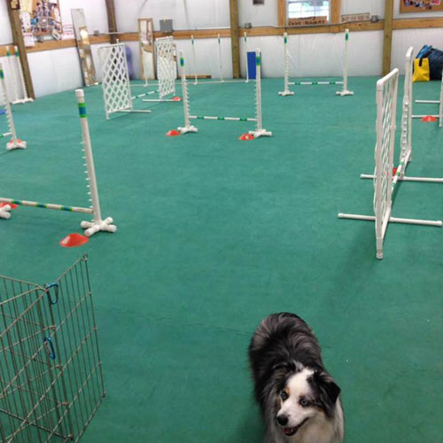 Dog Agility Mats Interlocking Tiles green mats.