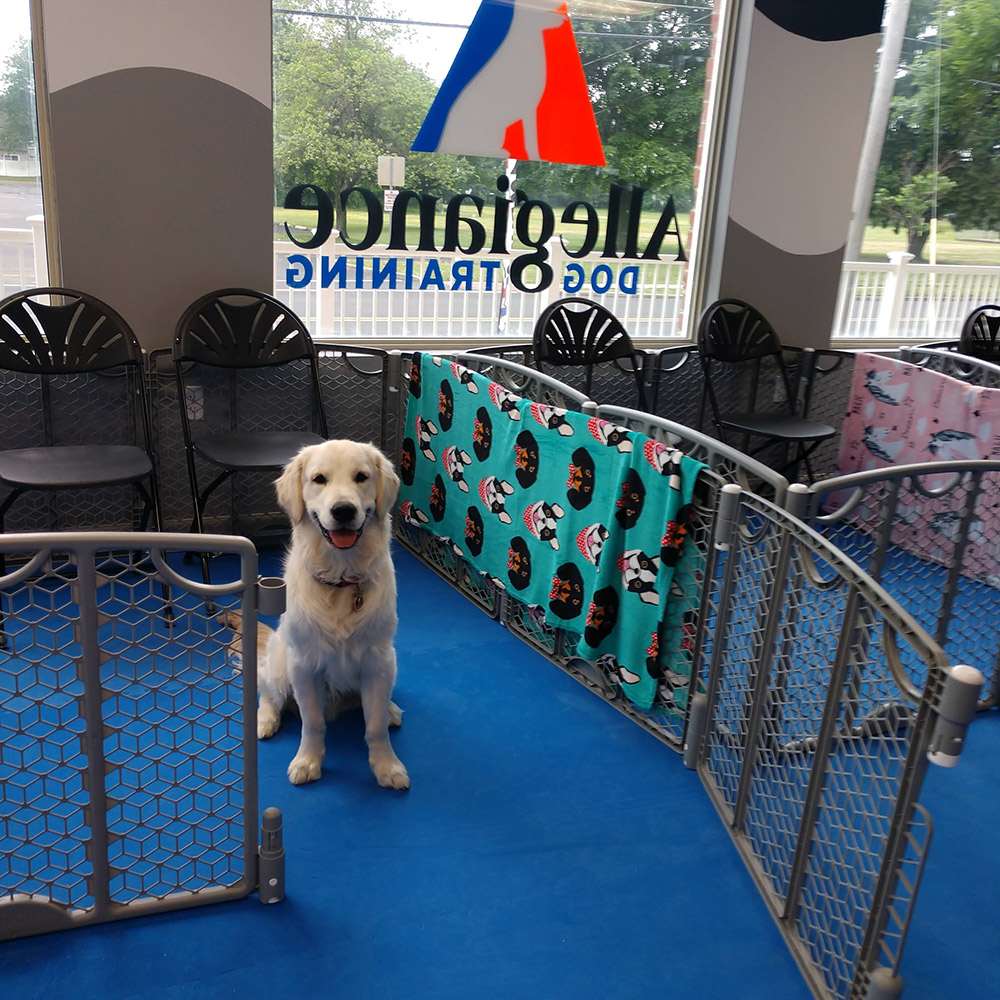 dog agility blue foam mats used in dog daycare center
