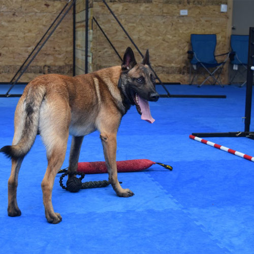 Dog Agility Mats Interlocking Tiles 3/4 Inch x 1x1 Meter