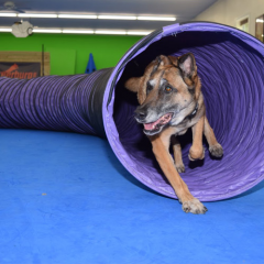 Leerburg has used Greatmats Dog Agility for nearly five years and is as happy as ever with their performance. thumbnail