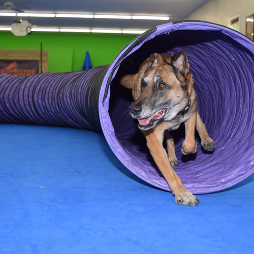 dog in tunnel lying on agility mats flooring