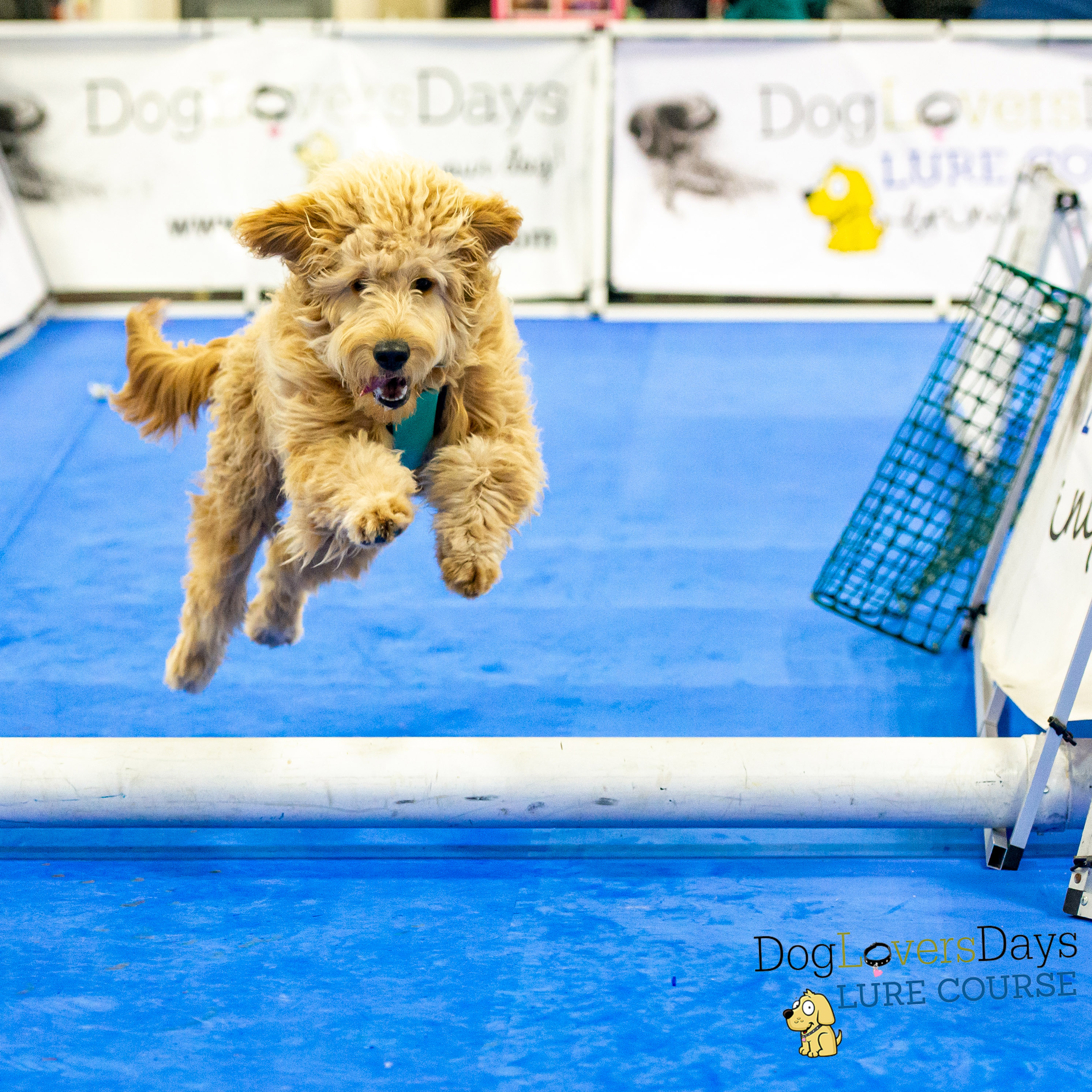 dog agility blue foam mats used in a dog lure course