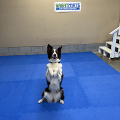 Sara Carson Trick Dog Agility Training Mats thumbnail