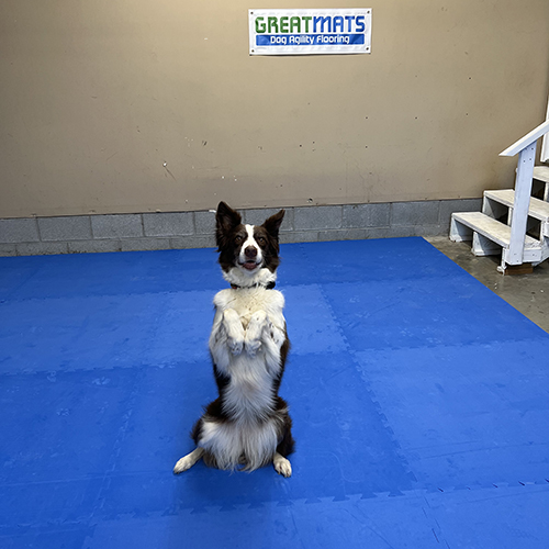 Sara Carson Trick Dog Agility Training Mats