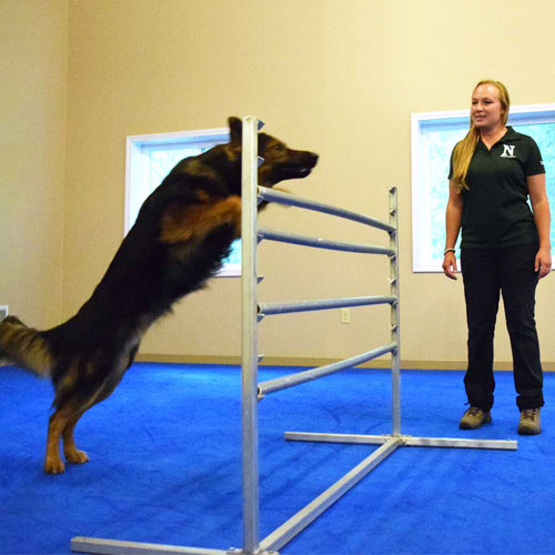 Dog Agility Mats Dog Agility Flooring, Flyball Mats for Dogs