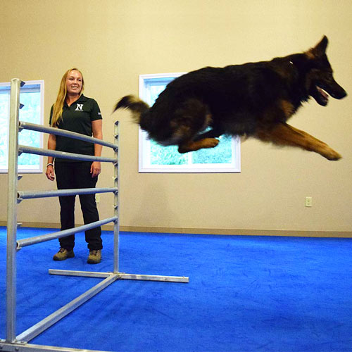 Dog Agility Mats Dog Agility Flooring, Flyball Mats for Dogs