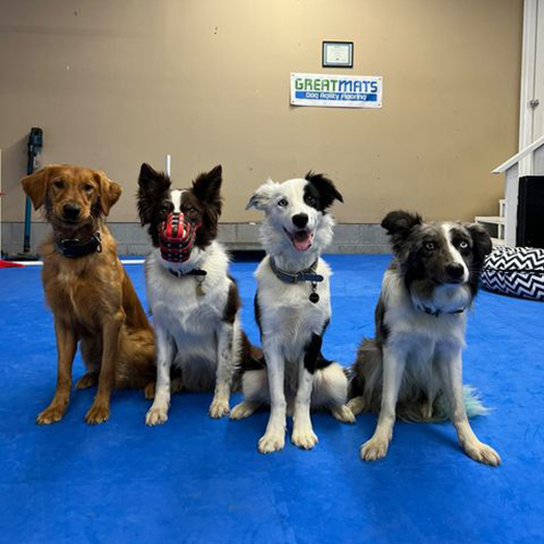 Super Collies Training Space with Greatmats