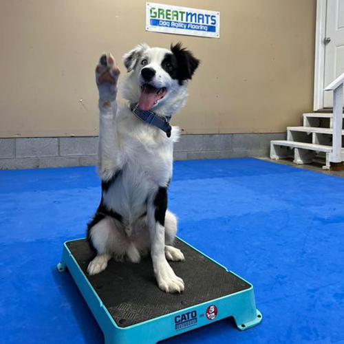 Super Collies in Sara Carson's Dog Training Garage