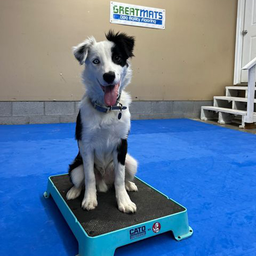 The Super Collies in dog training garage