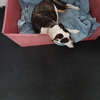 rubber matting flooring for dog cage or kennel