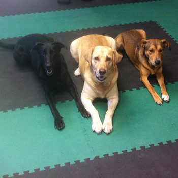 foam flooring for dog kennel