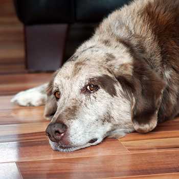 flooring to prevent old dog slipping on hardwood floor