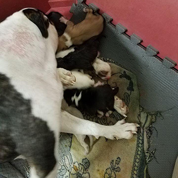puppies on gray foam mats as flooring