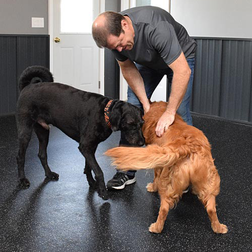 Rubber Flooring in dog training facility