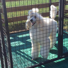 perforated tiles for dog kennel flooring thumbnail