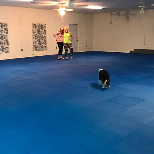 foam mats for dogs
