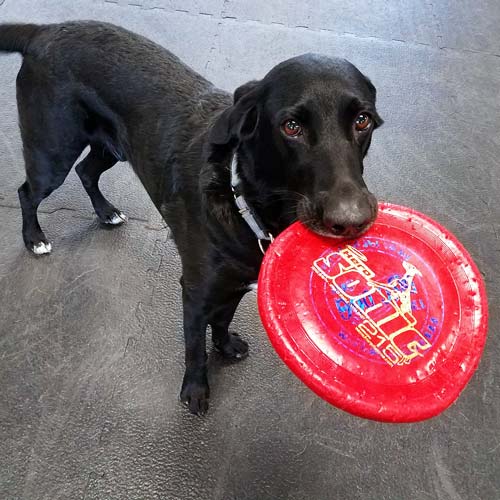 black dog standing on sport plus designer foam tiles