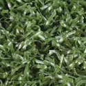 Pine Green