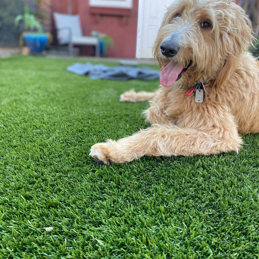 Traffic Blade Silver Artificial Turf for pet areas
