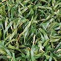 Endless Summer Artificial Grass Turf 1-9/16 Inch x 15 Ft. Wide Swatch Field/Olive