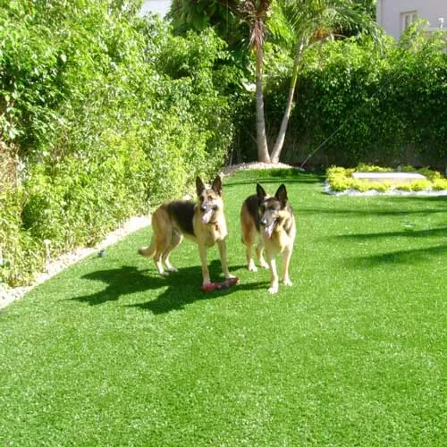 artificial turf for dogs in the backyard