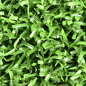 Bermuda Artificial Grass Turf 15 ft width per LF Spring Green swatch