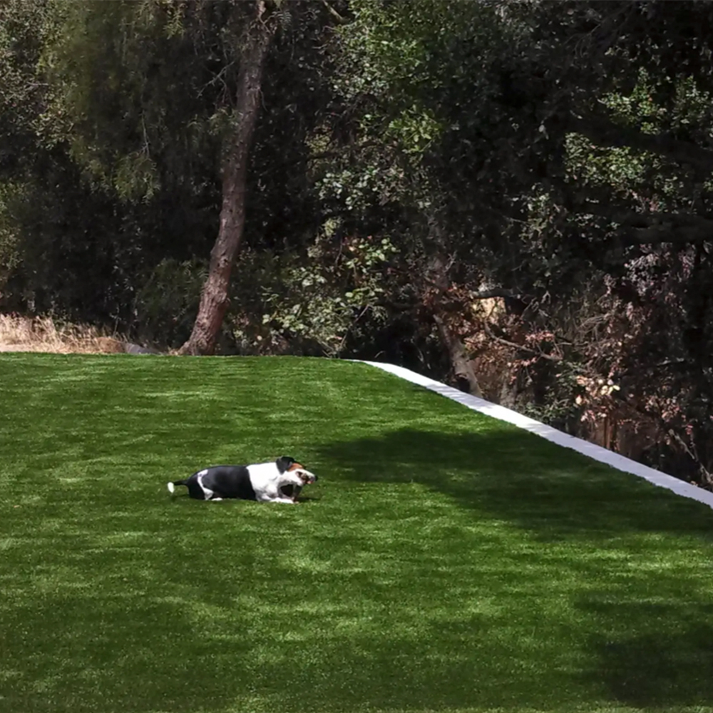 endless summer landscaping turf in backyard with small dog