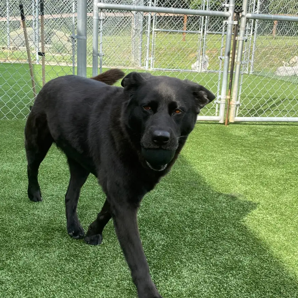 black dog with ball walking on artificial turf at outdoor dog kennel