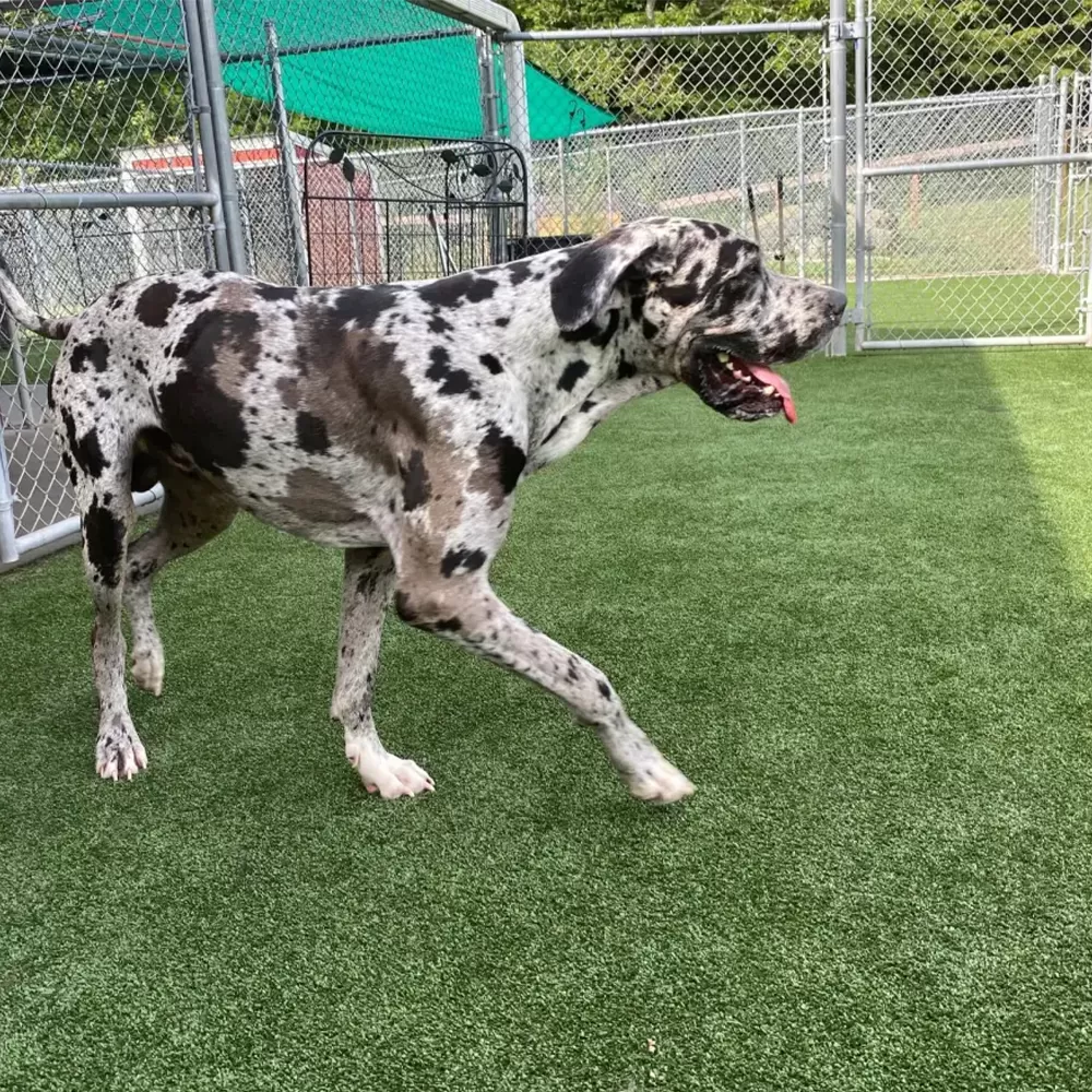 dog standing in daycare outdoor kennel with artificial turf grass