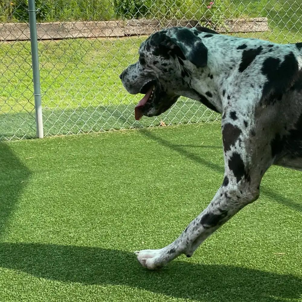 great dane walking on artificial turf at outdoor dog kennel