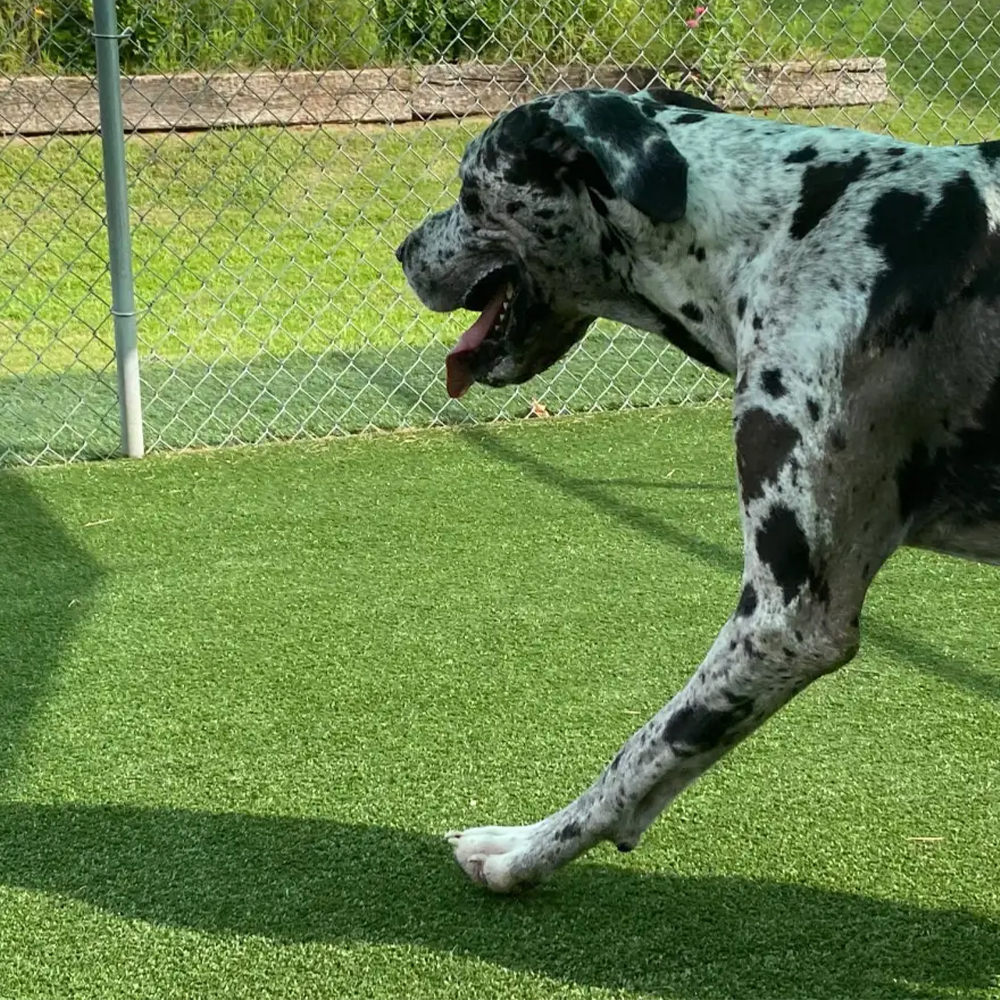 Great Dane dog walking on Pet Heaven Artificial Grass Turf in outdoor dog kennel