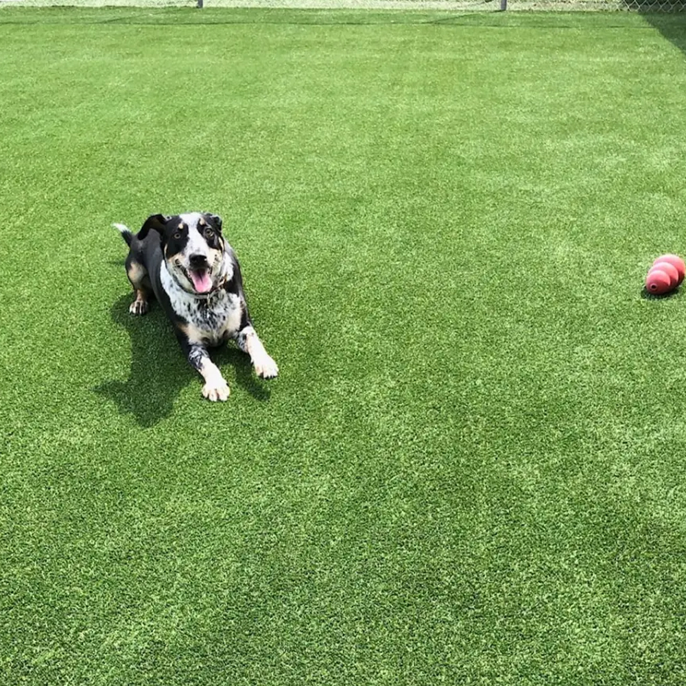 happy dog laying on artificial turf in doggy daycare