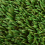 Field/Olive