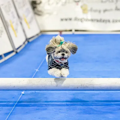 View Dog Agility Mats Category