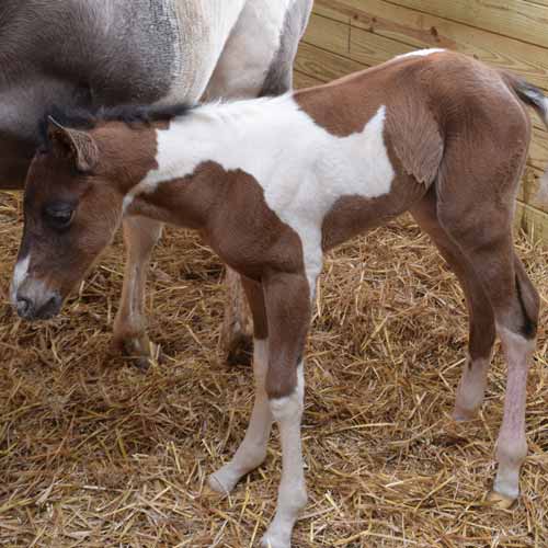 Rubber Foaling Mats