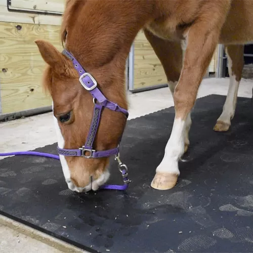 Horse Stall Mats Kits showing horse in stall.