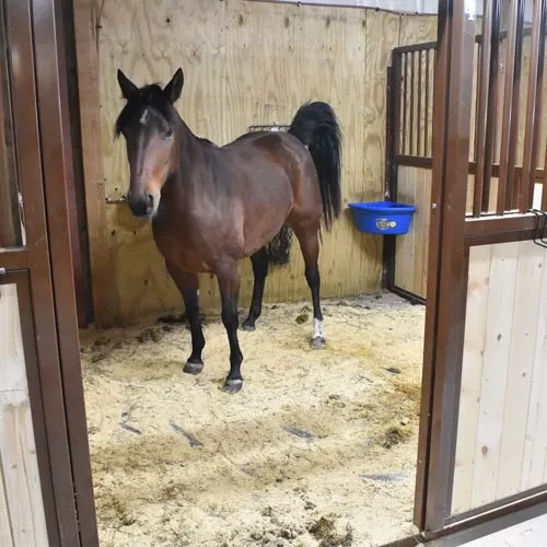 horse standing in stall