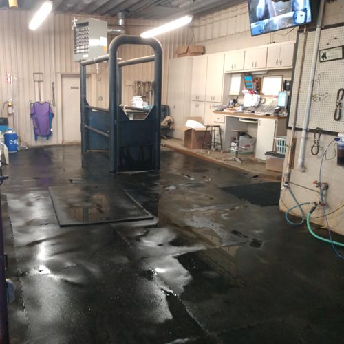 Rubber Mats for Horse Veterinary Location