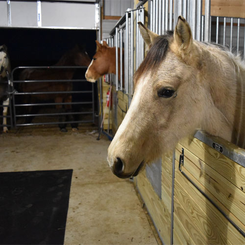 Horse Stall Mats 12x20 Ft Kit horse head.