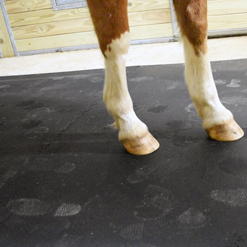 Horse Stall Mats 16x16 Ft Kit equine hoof.