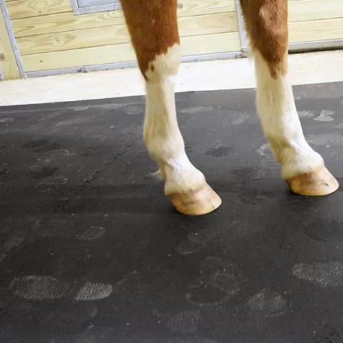 horse standing on comfortable rubber stall mats