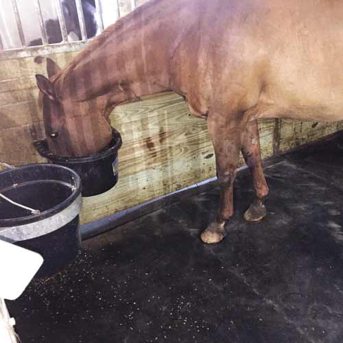 Horse Stall Mat Kit with Horse eating out of grain bucket