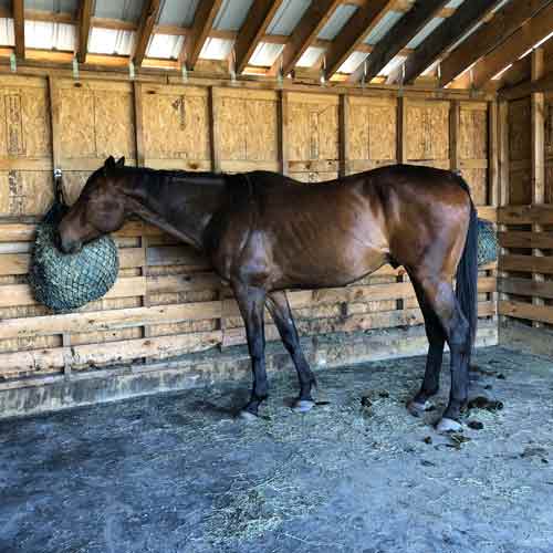 Horse Shed Stall Mats 4x6 Ft x 3/4 Inch Center Black customer horse2.