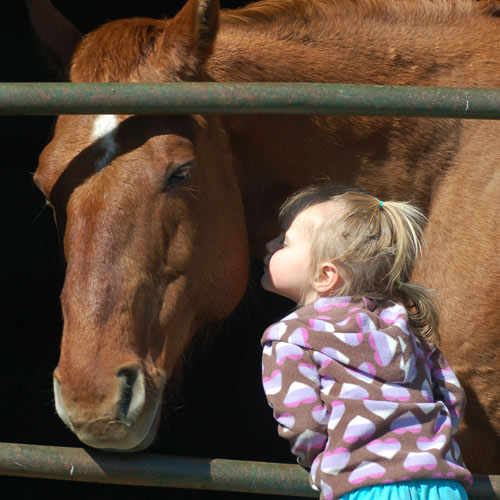 Quarter Moon Acres Equine Assisted Therapy Horse and Child