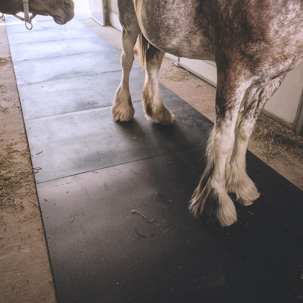 clydesdale horse standing in barn aisle on rubber mats